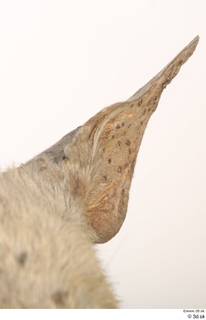 Striped Hyena Hyaena hyaena ear 0003.jpg